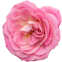 may-rose-2.png