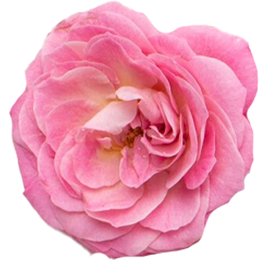 may-rose-2.png